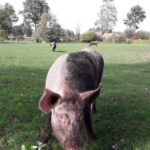Schweine Weidehaltung Hausschwein Suhle 6
