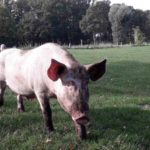Schweine Weidehaltung Hausschwein Suhle 7